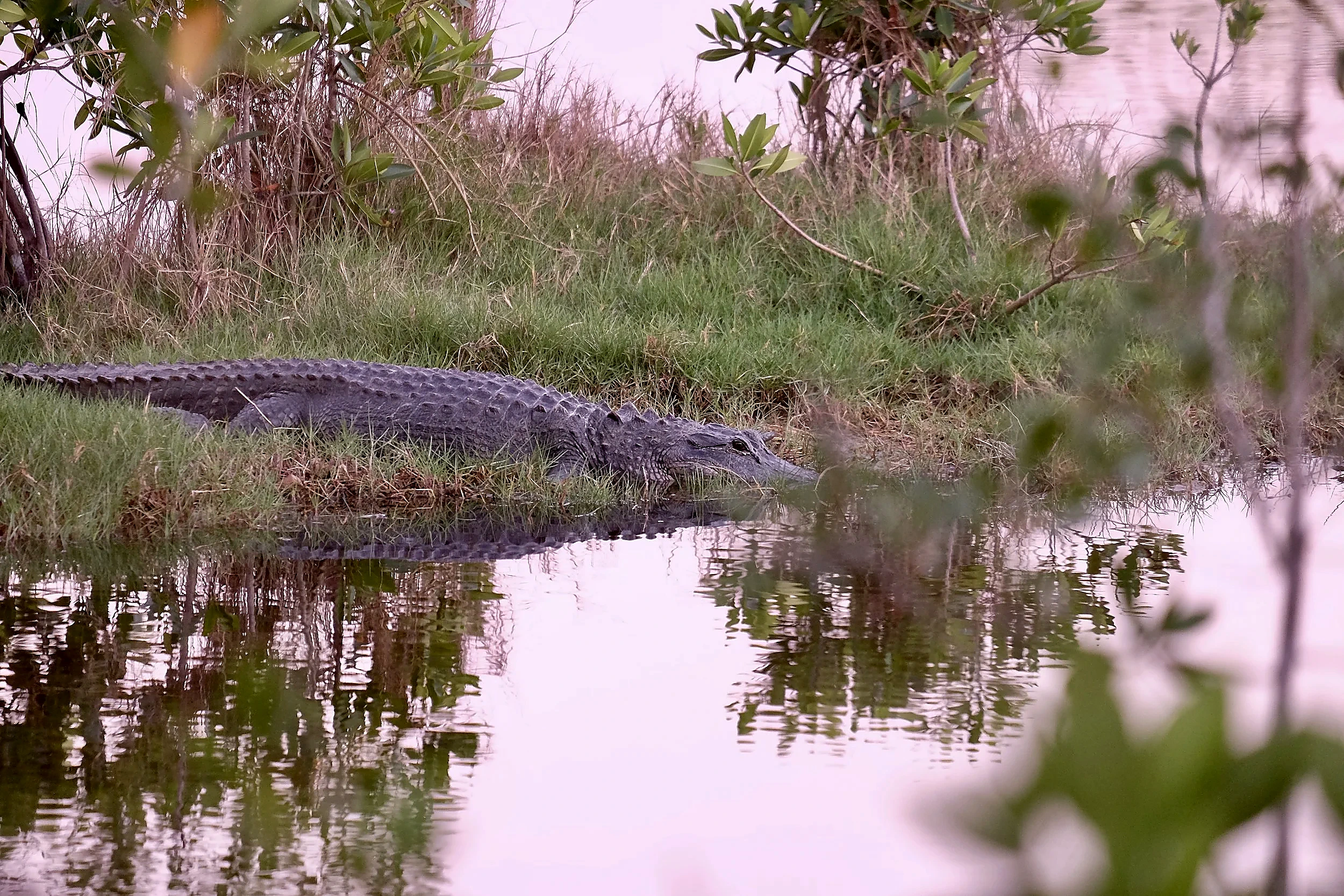 Florida wildlife beside a peaceful waterway